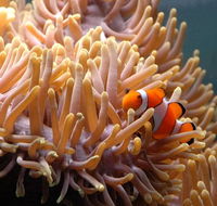 Reef HQ Great Barrier Reef Aquarium - Holiday Find