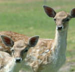 Marapana Wildlife Park - Holiday Find