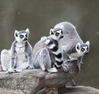 Adelaide Zoo - Holiday Find