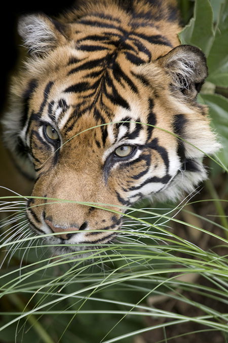 Adelaide Zoo - Holiday Find 1