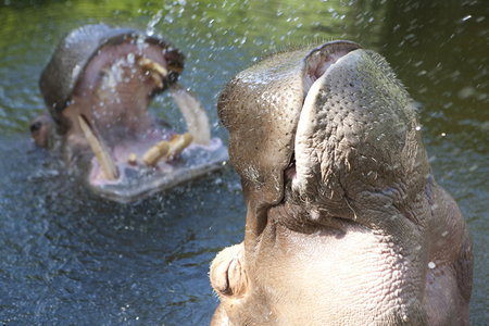 Adelaide Zoo - Holiday Find 2