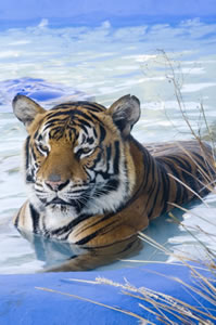 Zoo Doo Wildlife Park - Holiday Find 0