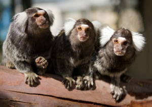 Zoo Doo Wildlife Park - Holiday Find 1