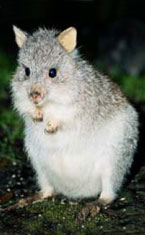 Warrawong Wildlife Park - Holiday Find 1