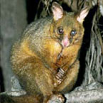 Warrawong Wildlife Park - Holiday Find 2