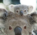 Billabong Koala and Wildlife Park - Holiday Find