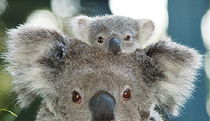 Billabong Koala And Wildlife Park - Holiday Find 0