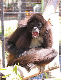 Billabong Koala And Wildlife Park - Holiday Find 1
