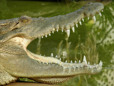 Dundee's Wildlife Park - Holiday Find 1