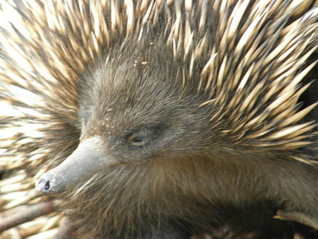 Dundee's Wildlife Park - Holiday Find 3