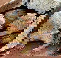 Alice Springs Reptile Centre - Holiday Find