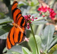 Butterfly Farm - Holiday Find