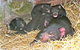 East Coast Natureworld - thumb 0