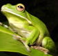 The Rainforest Habitat - Holiday Find