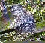 Koala Conservation Centre - Holiday Find