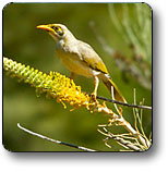 Uluru - Kata Tjuta National Park - Holiday Find 1