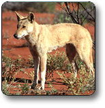 Uluru - Kata Tjuta National Park - Holiday Find 3