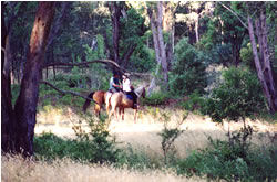 High Country Horses - Holiday Find 1