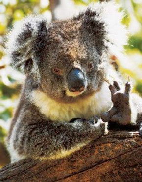 Gorge Wildlife Park - Holiday Find 0