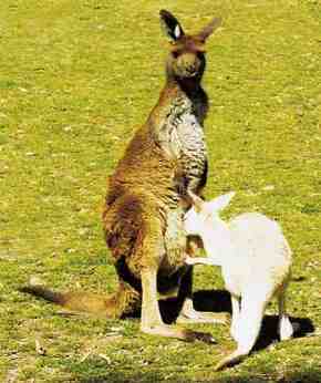 Gorge Wildlife Park - Holiday Find 1