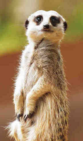 Gorge Wildlife Park - Holiday Find 2