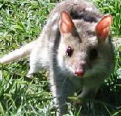 Urimbirra Wildlife Park - Holiday Find