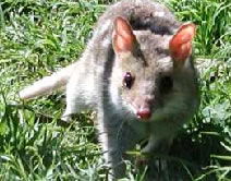 Urimbirra Wildlife Park - Holiday Find 0