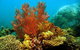 Three Islands Whale Shark Dive - thumb 0