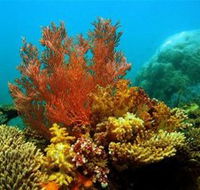 Three Islands Whale Shark Dive - Holiday Find