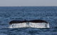 Three Islands Whale Shark Dive - thumb 1