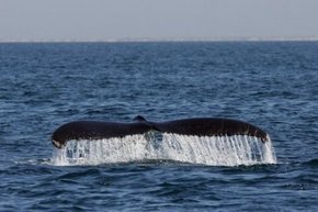 Three Islands Whale Shark Dive - Holiday Find 1