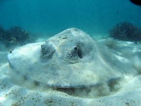 Three Islands Whale Shark Dive - Holiday Find 2