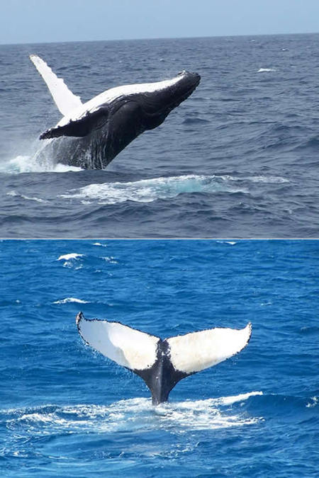 Mills Charters Fishing And Whale Watch Cruises - Holiday Find 3