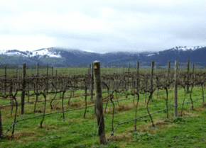 Kinloch Wines - Holiday Find