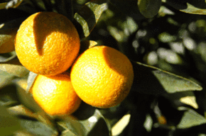 Kinloch Wines - thumb 1