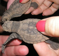 Footprints Adventures - Holiday Find 1