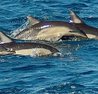 Dolphin Swim Australia - Holiday Find