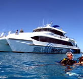 Silver Swift - Holiday Find