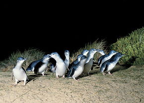 Phillip Island Penguin Parade - Holiday Find 3