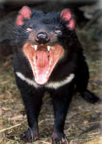 Zoo Doo Wildlife Park - Holiday Find 4