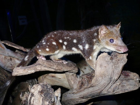 East Coast Natureworld - Holiday Find 5