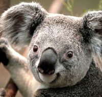 Potoroo Palace - Holiday Find