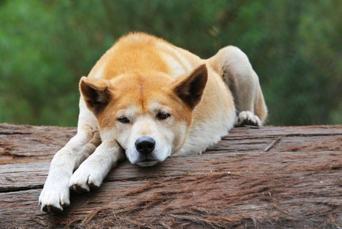 Potoroo Palace - Holiday Find 1