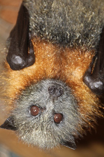 Potoroo Palace - Holiday Find 2