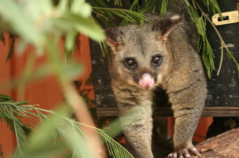 Potoroo Palace - Holiday Find 3