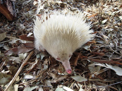 Potoroo Palace - Holiday Find 4