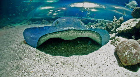 Manly SEA LIFE Sanctuary - Holiday Find 3