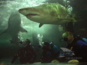 Manly SEA LIFE Sanctuary - Holiday Find 5