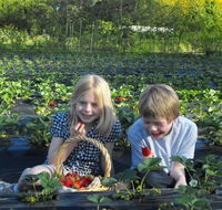 Blue Hills Berries  Cherries - Holiday Find