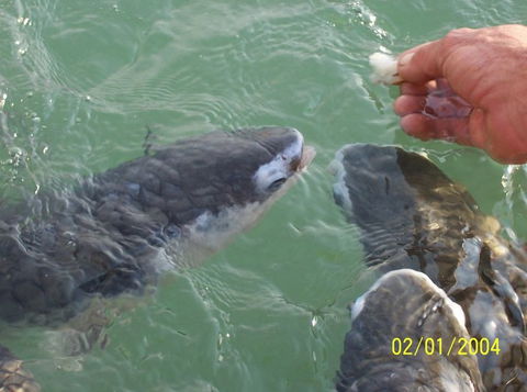 Aquascene Fish Feeding Sanctuary - Holiday Find 2